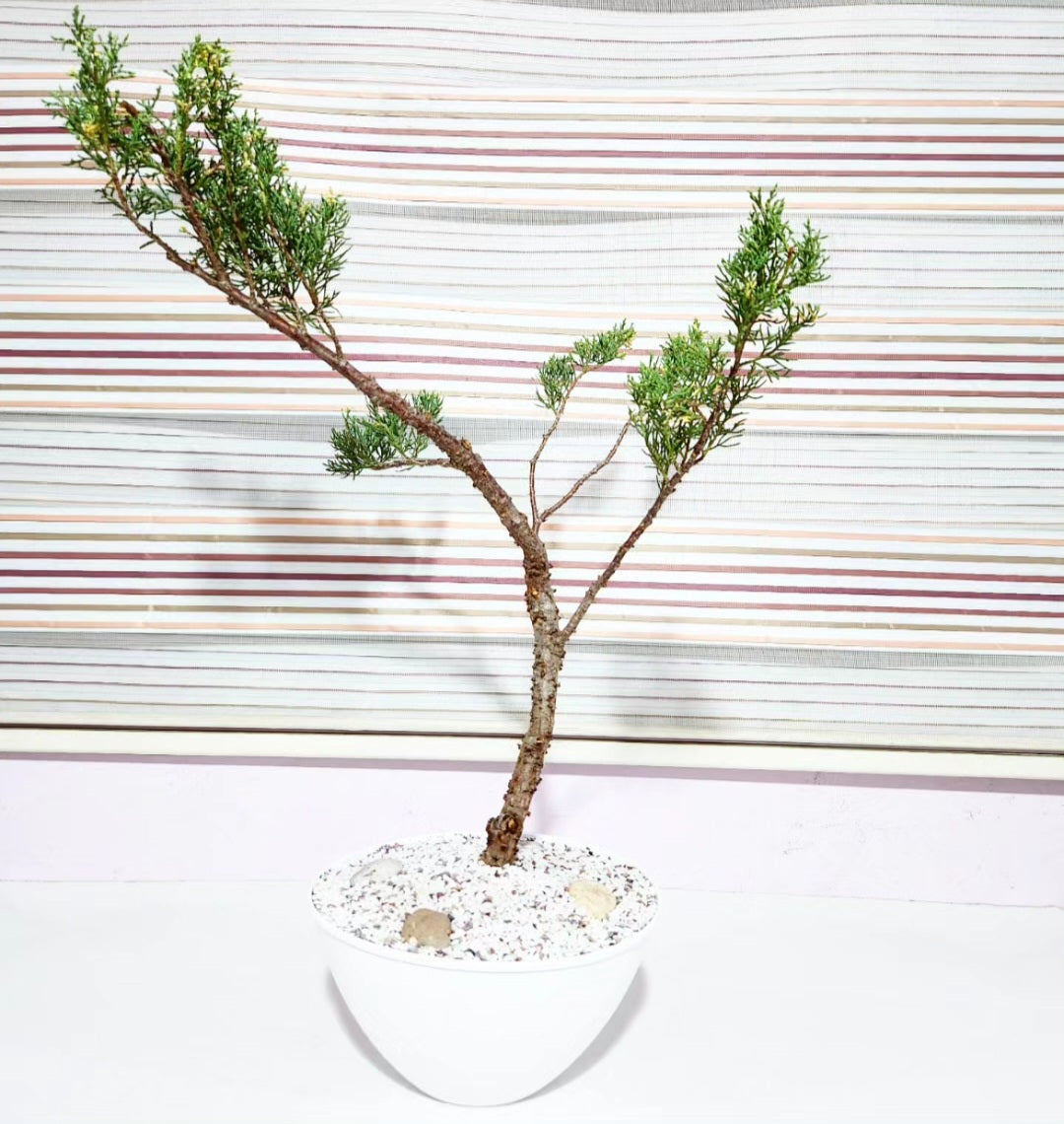 Bonsaï Genevrier (juniper)