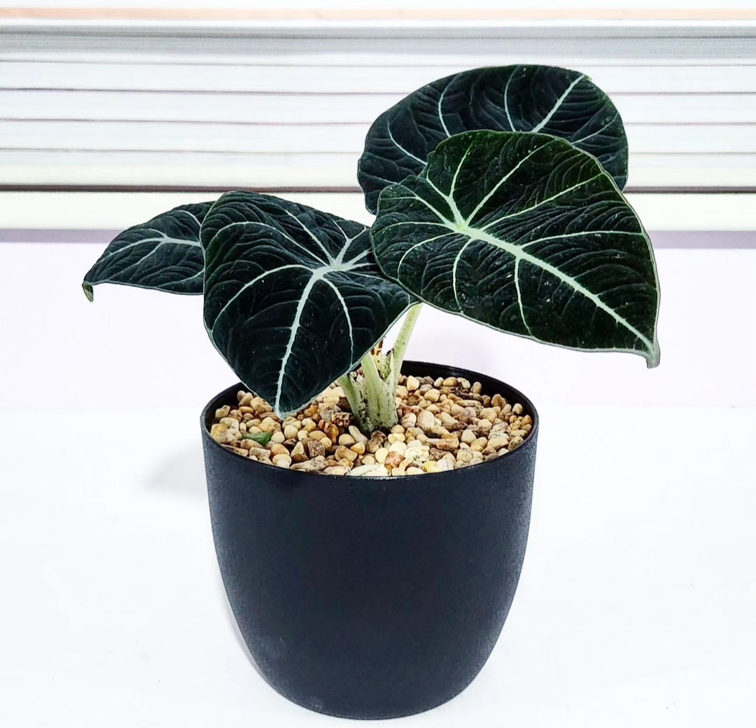 Alocasia black velvet