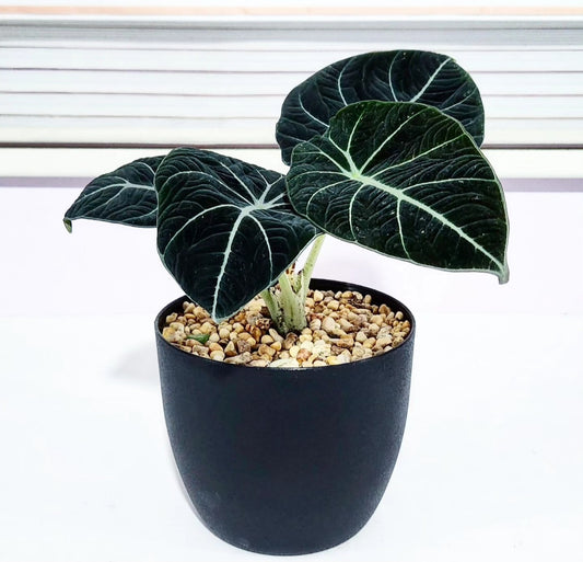 Alocasia black velvet