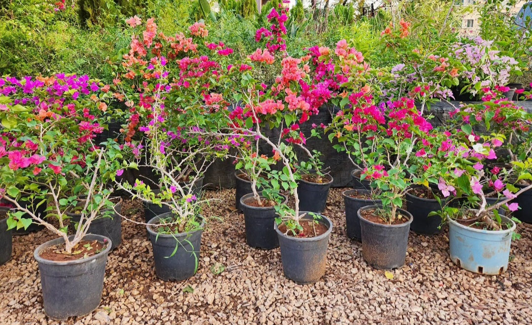 Bonsaï Bougainvillea