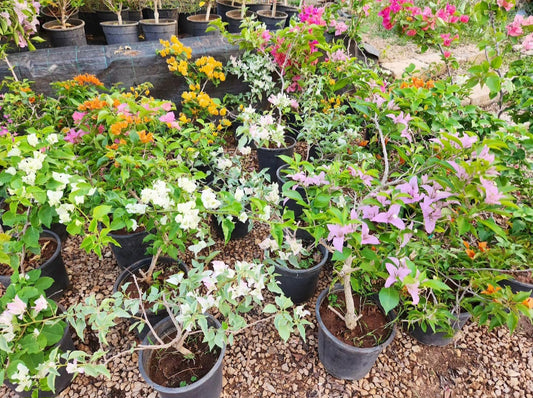 Bonsaï Bougainvillea