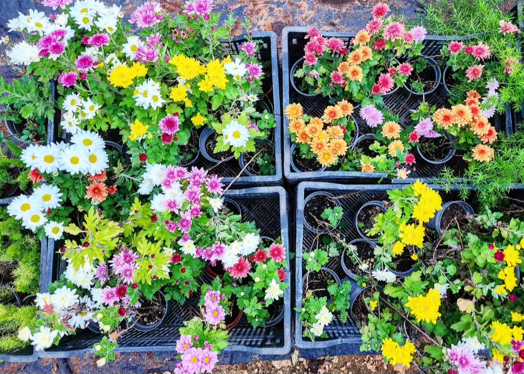 Chrysanthème