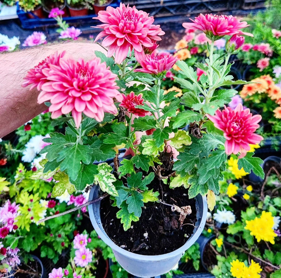 Chrysanthème
