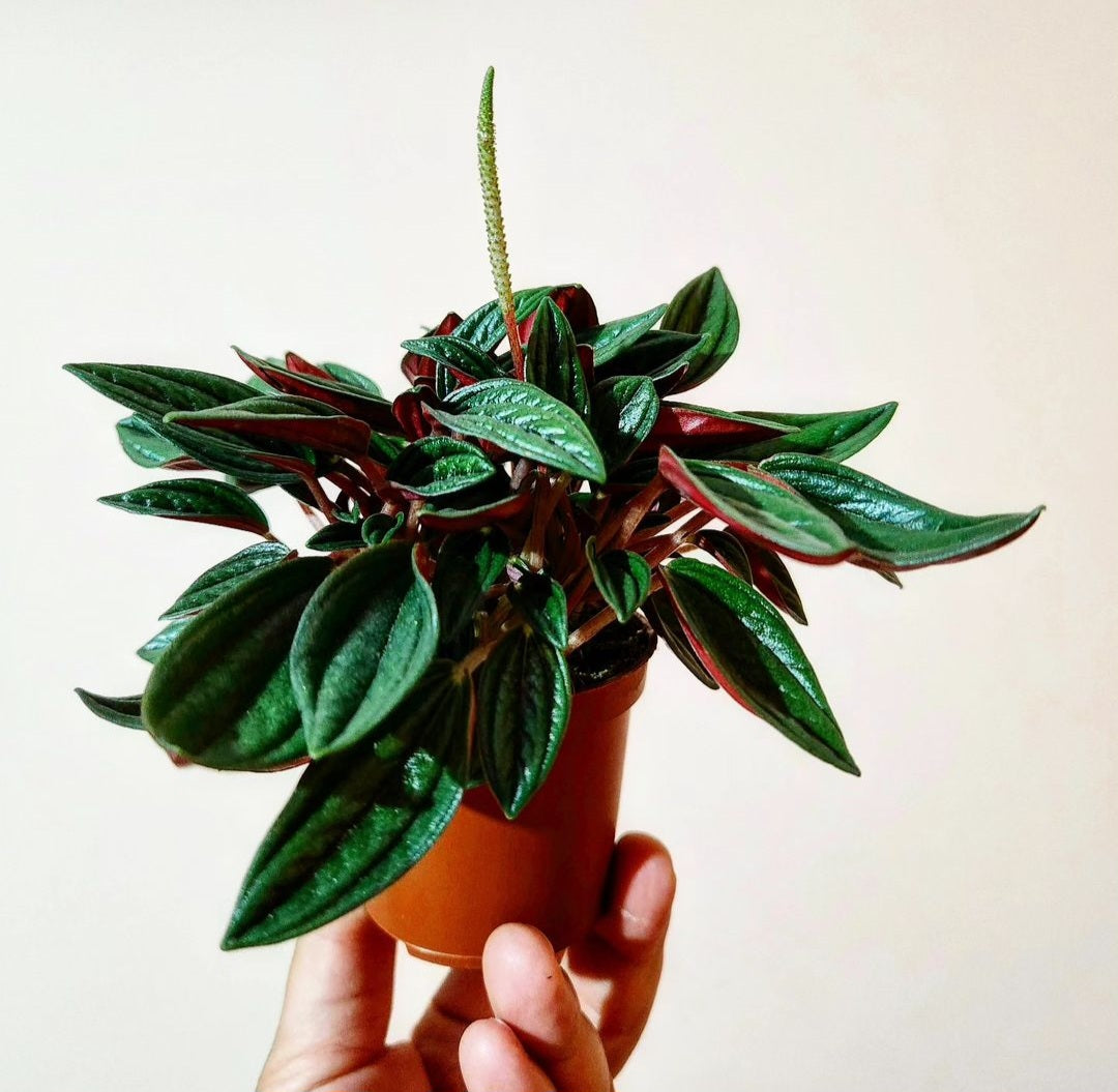Peperomia caperata rosso