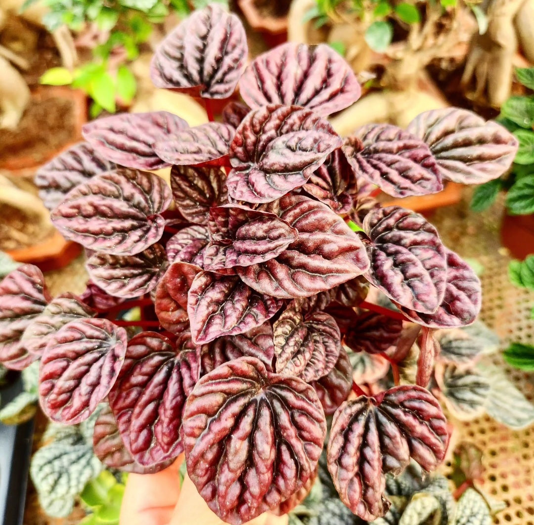 Peperomia caperata red luna