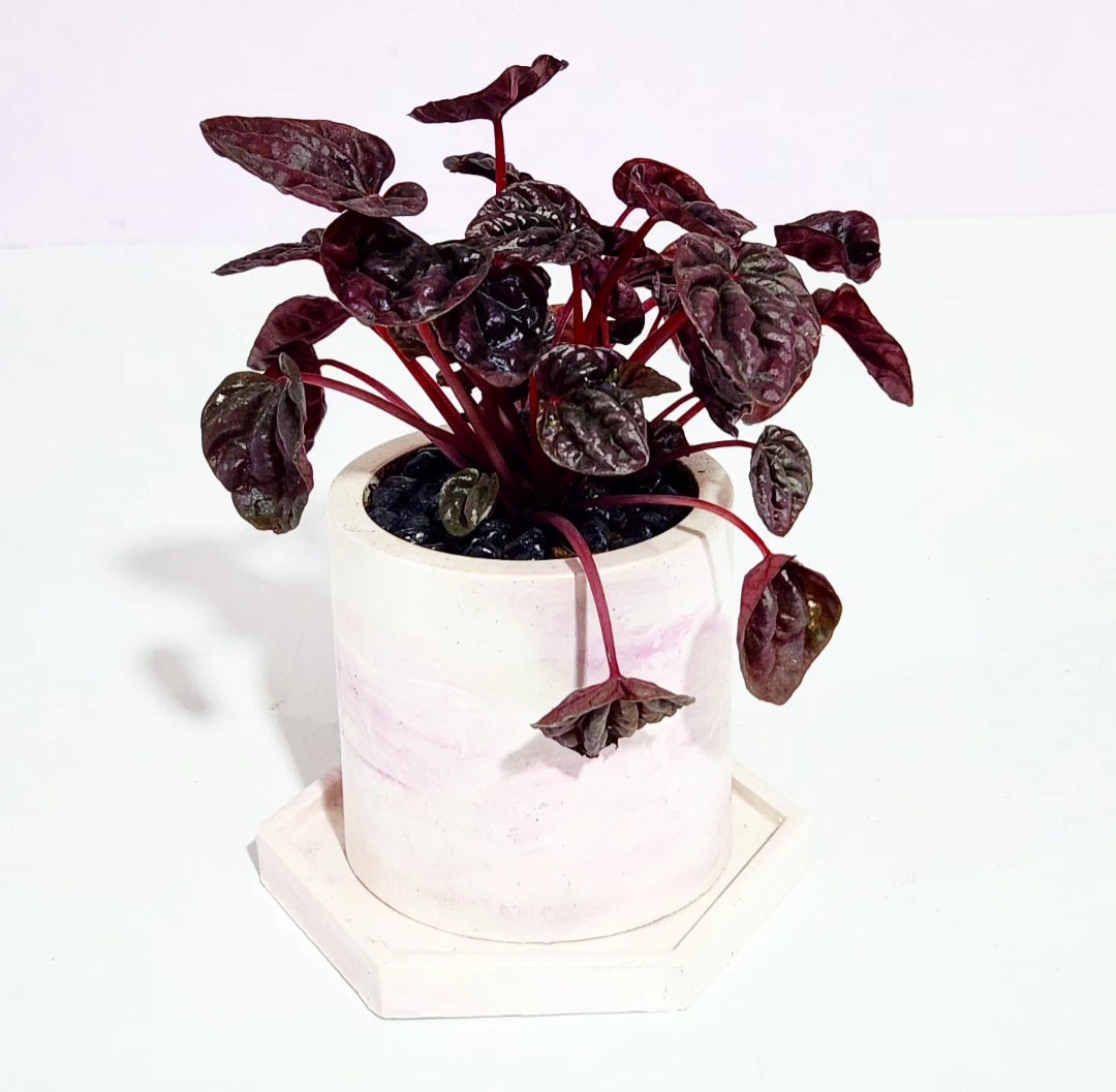 Peperomia caperata red luna