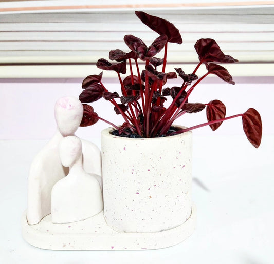 Peperomia caperata red luna