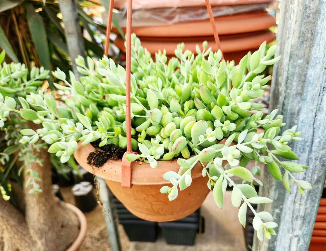 Cotyledon