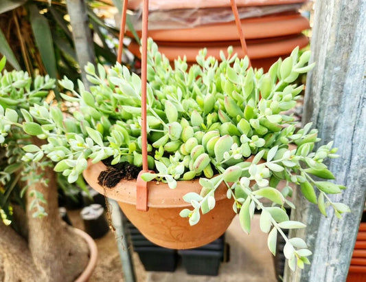 Cotyledon