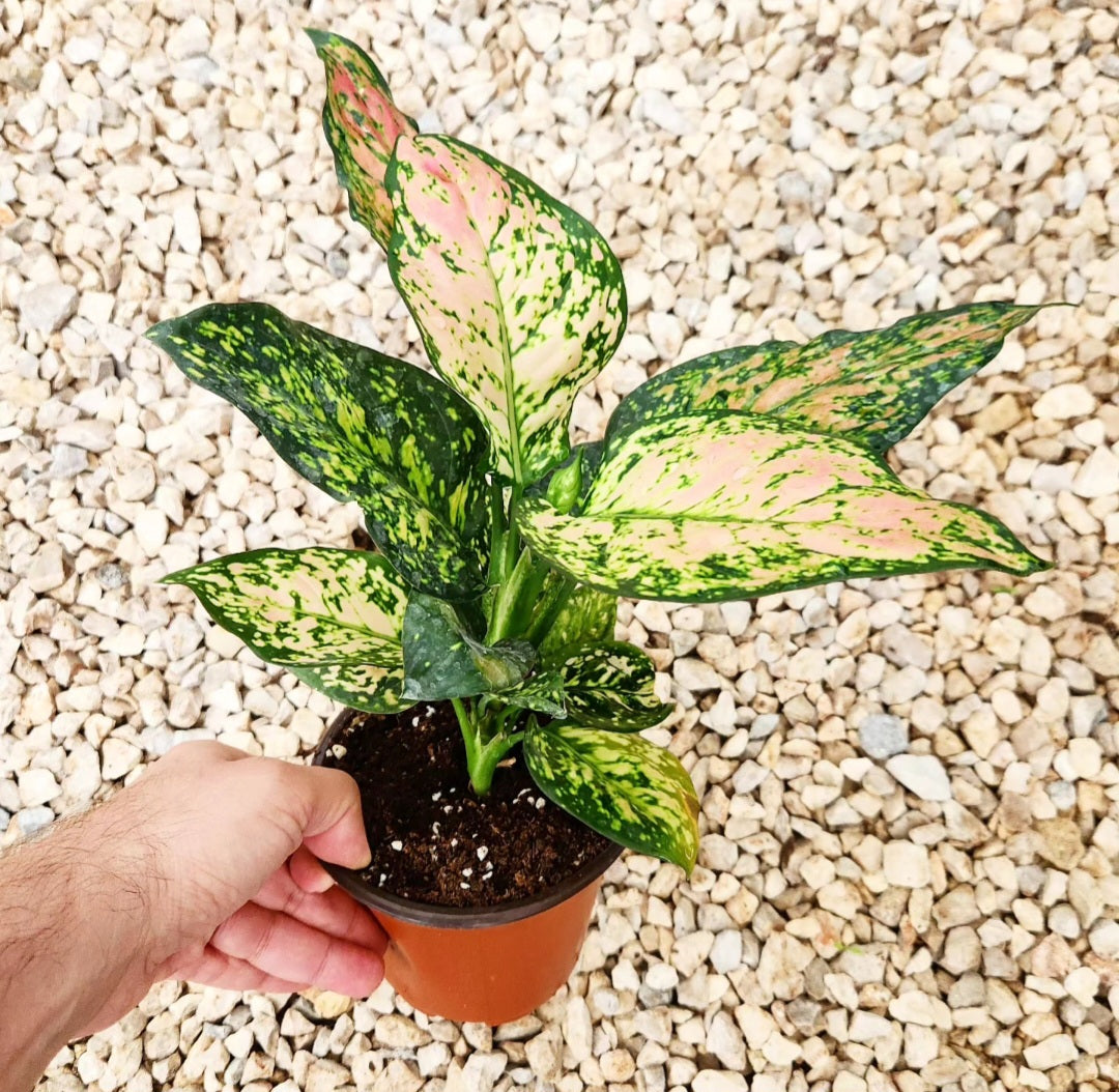 Aglaonema