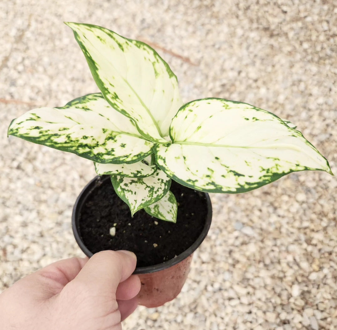 Aglaonema
