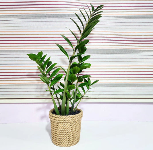 Zamioculcas zanzibar (zzplant)