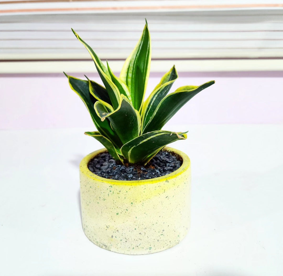 Sansevieria