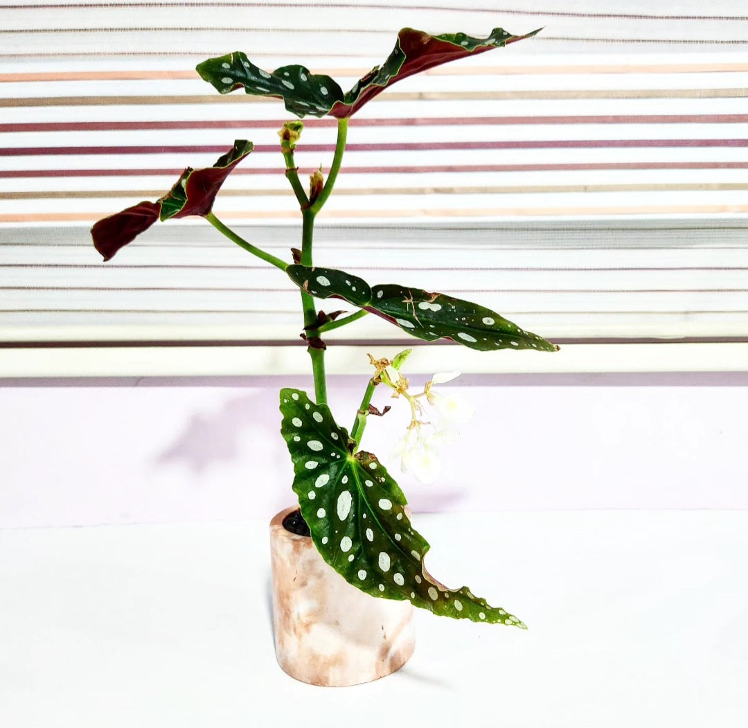 Begonia maculata polka dot