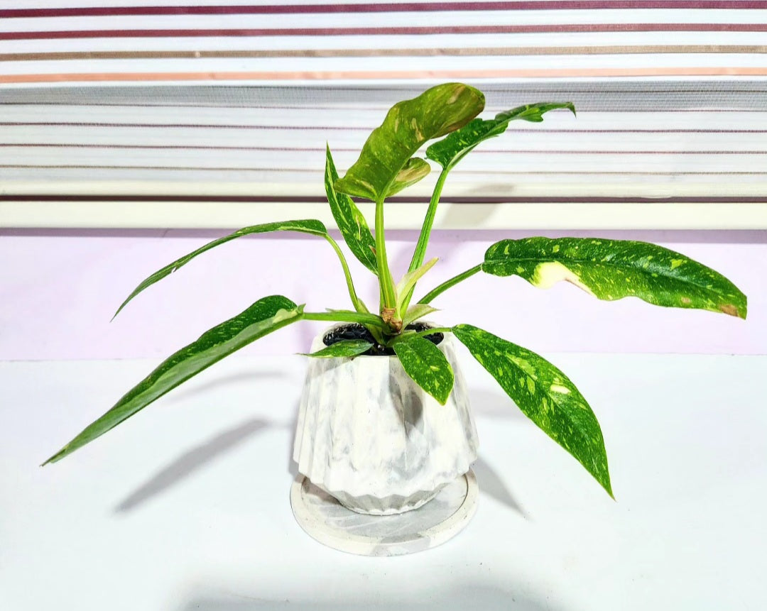 Philodendron ring of fire variegata