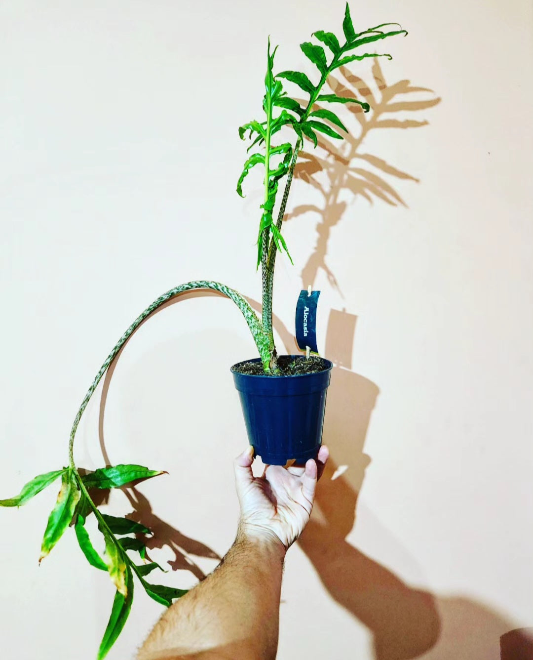 Alocasia brancifolia