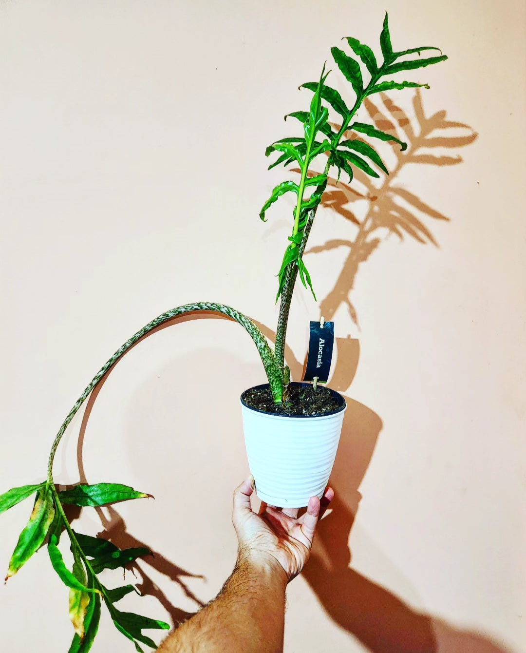 Alocasia brancifolia