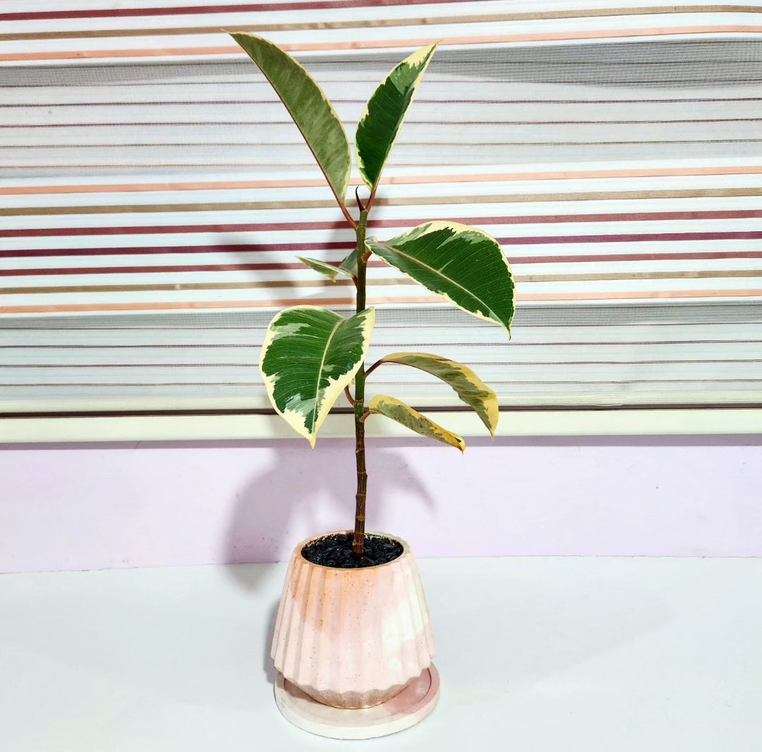 Ficus elastica