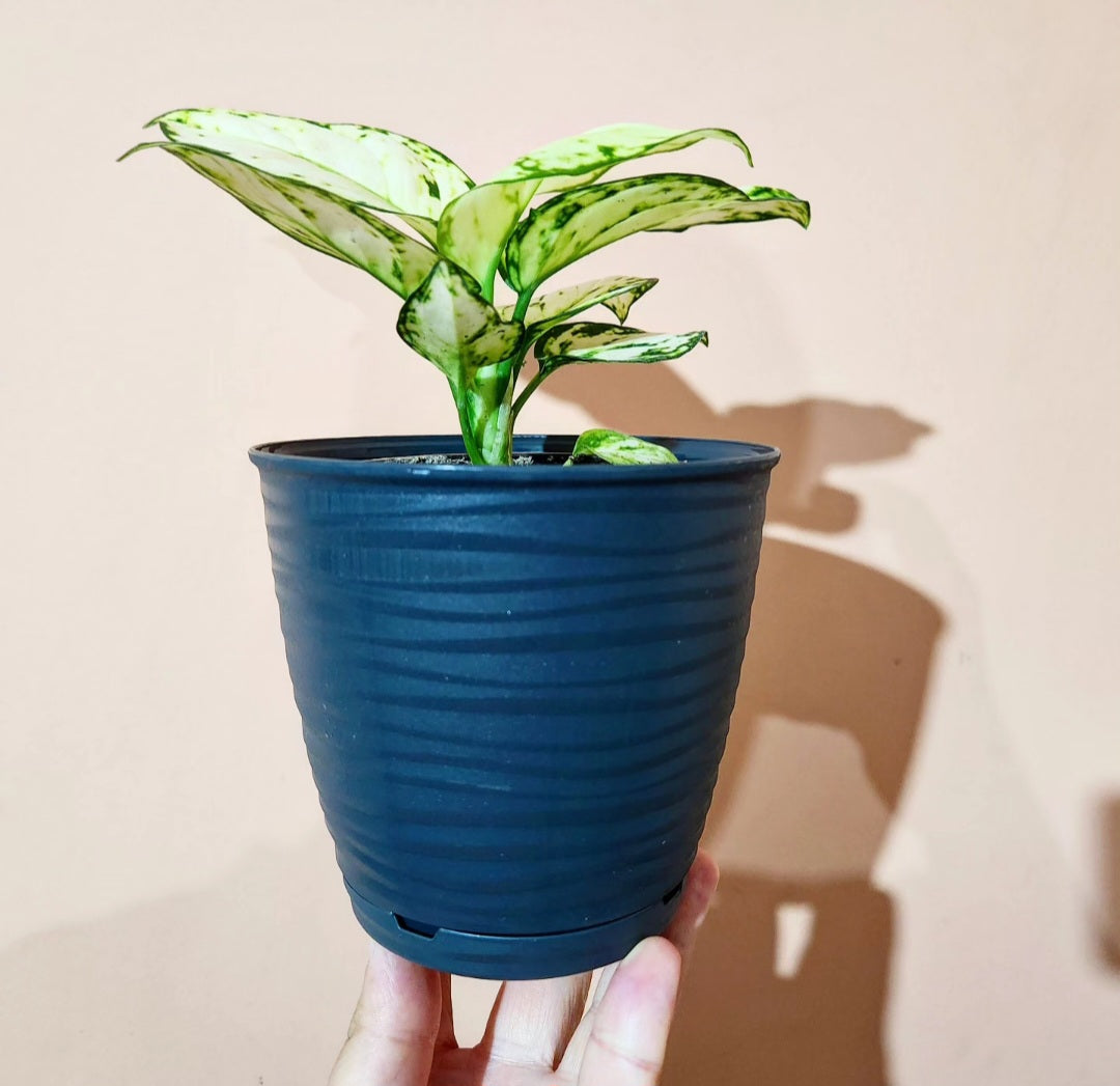 Aglaonema