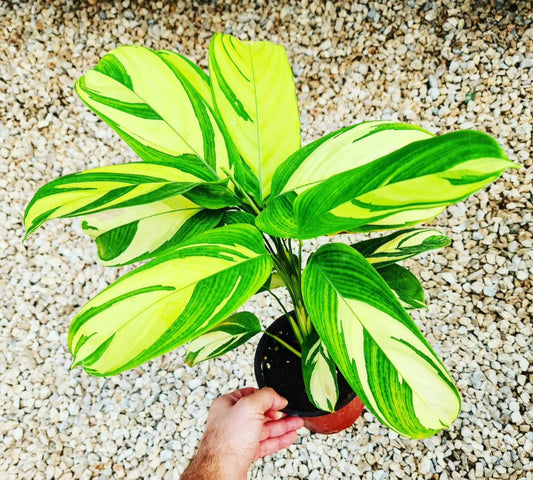 Calathea golden mosaic