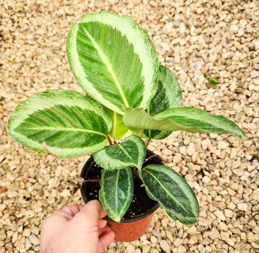 Calathea bicajoux gecko
