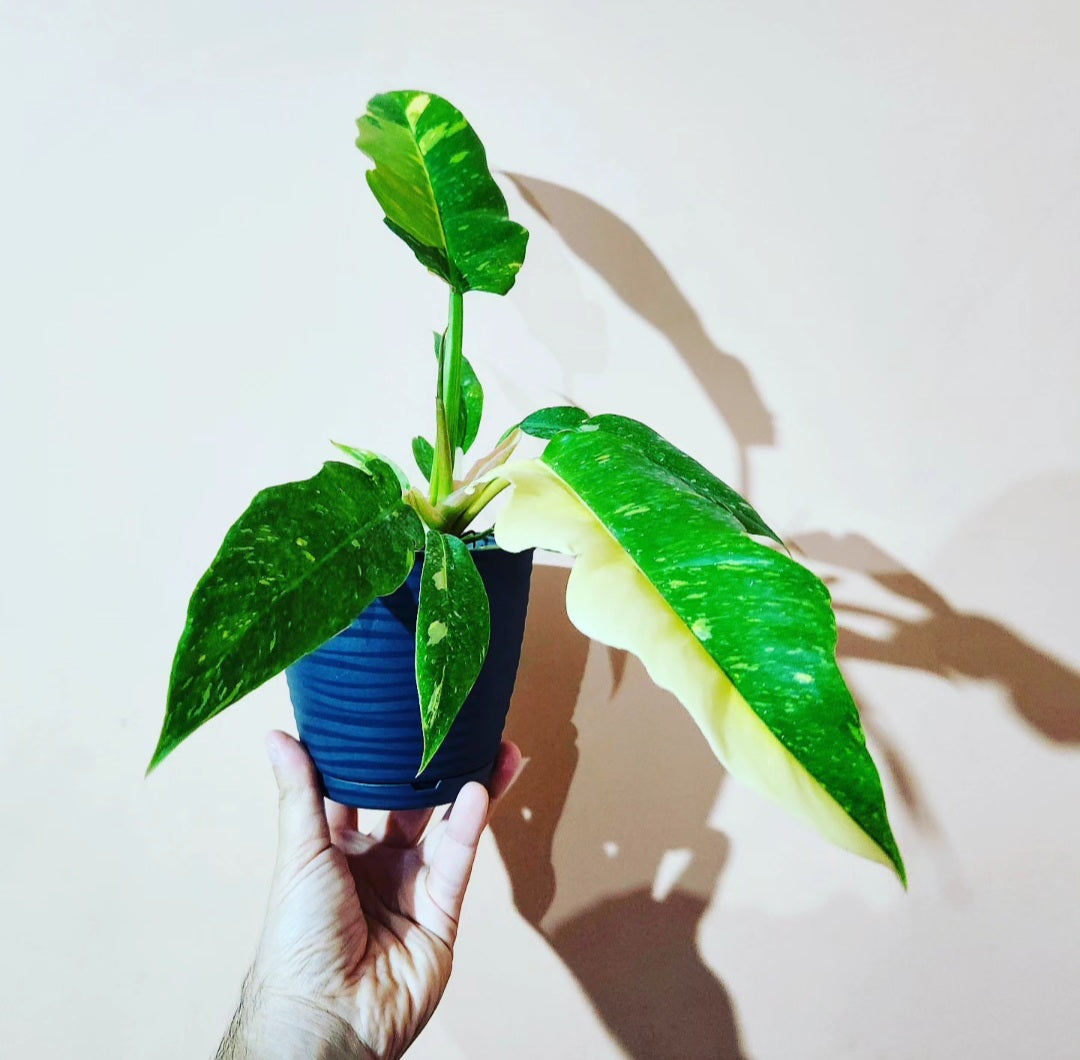 Philodendron ring of fire variegata
