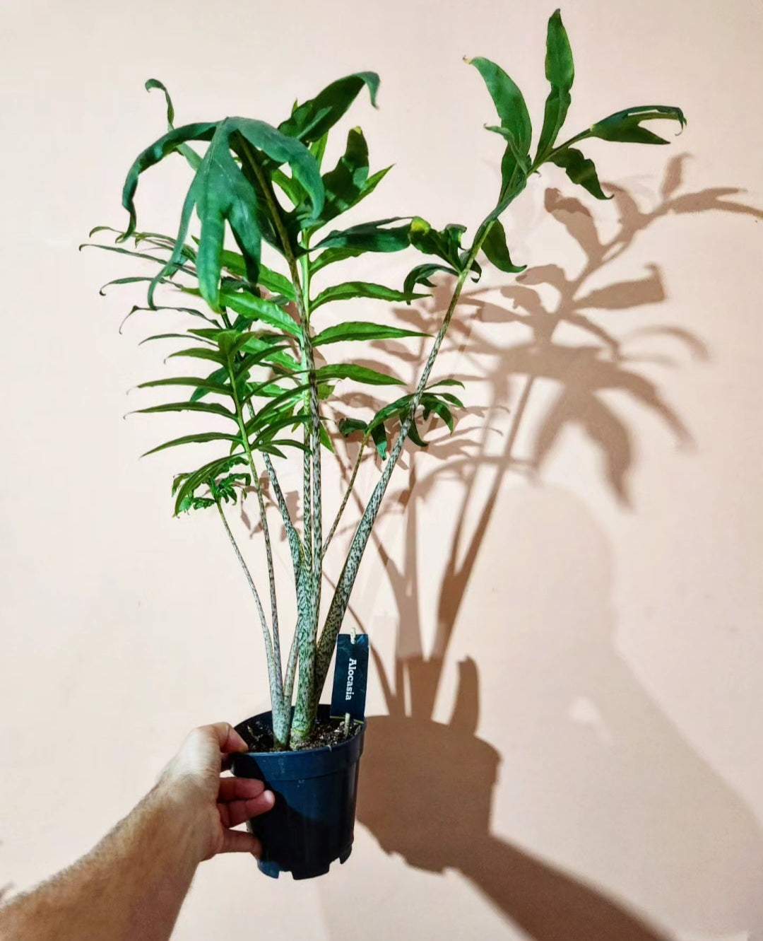 Alocasia brancifolia