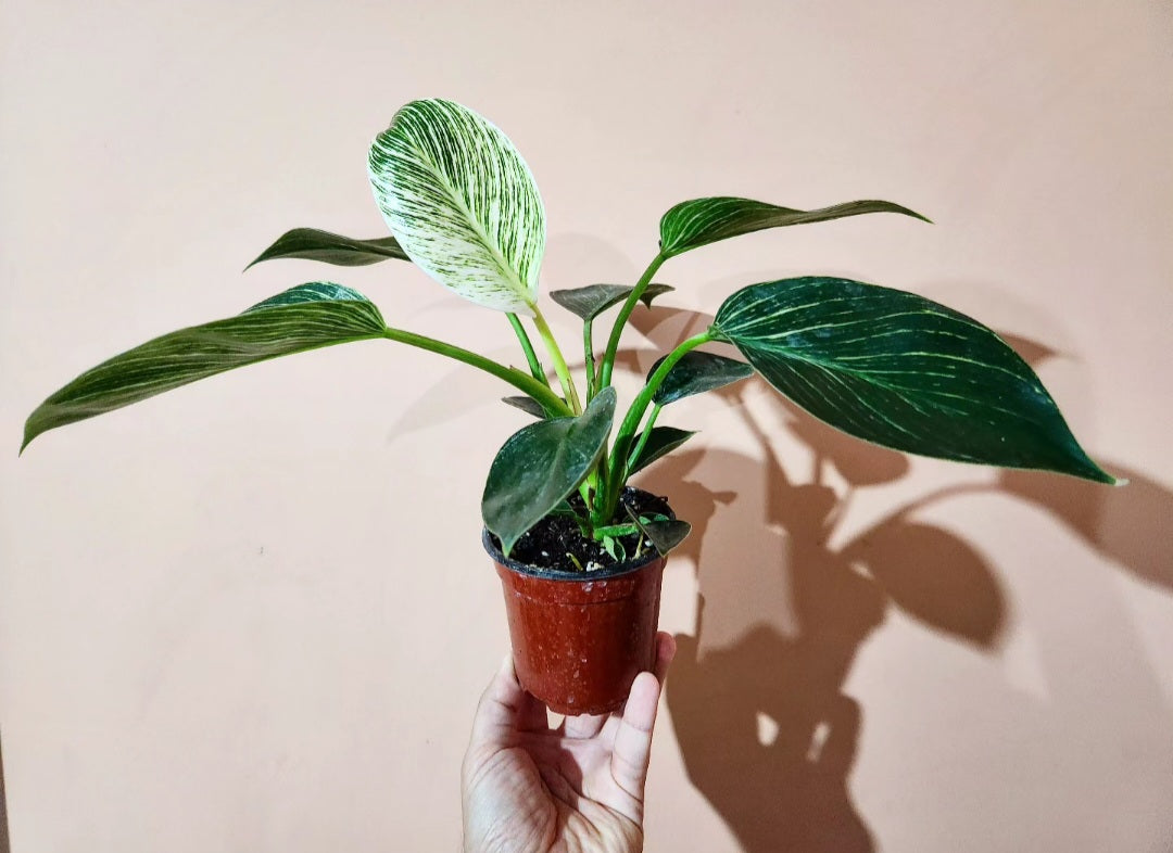 Philodendron birkin