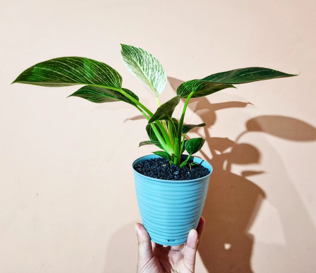 Philodendron birkin