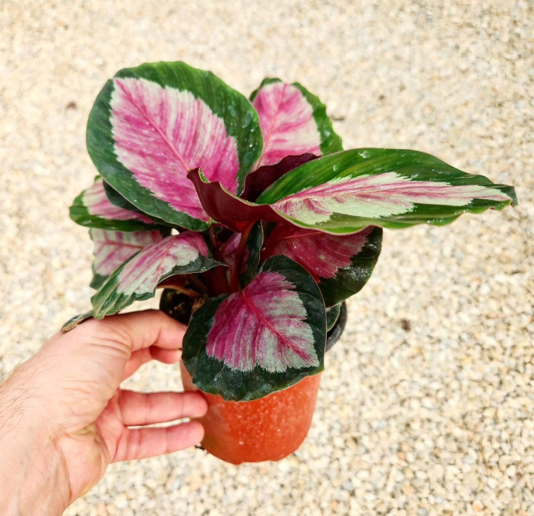 Calathea roseopicta rosy