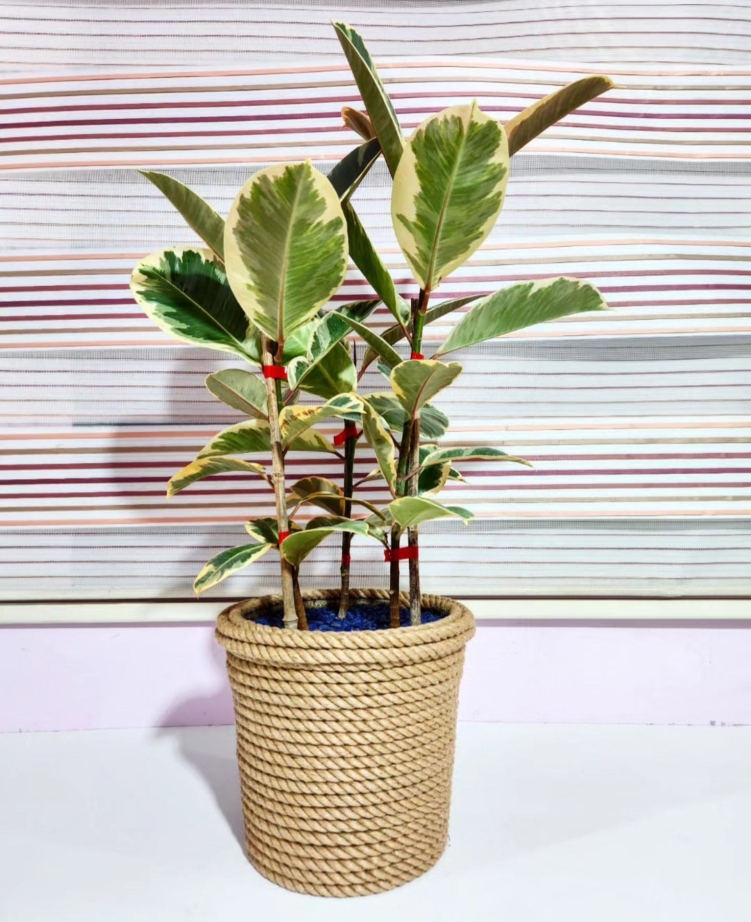 Ficus elastica