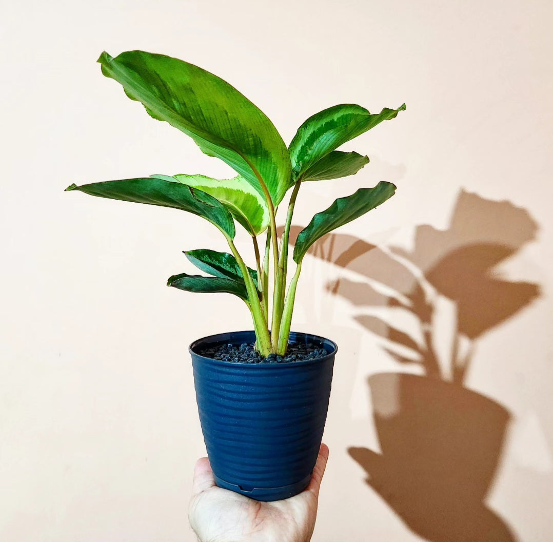 Calathea bicajoux gecko