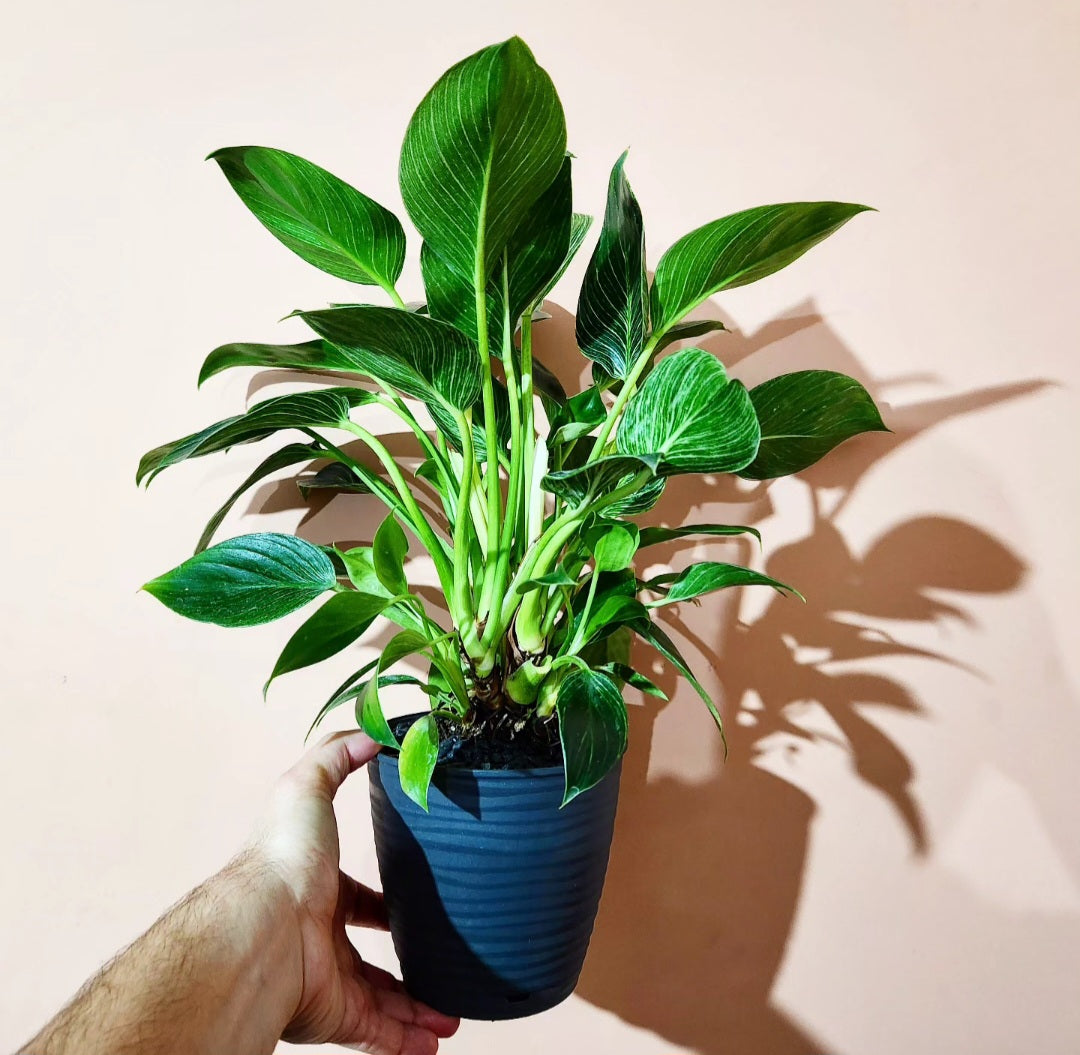Philodendron birkin