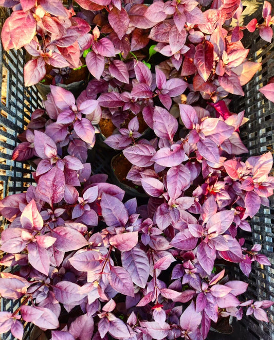 Alternanthera