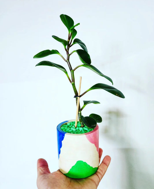 Peperomia obtusifolia