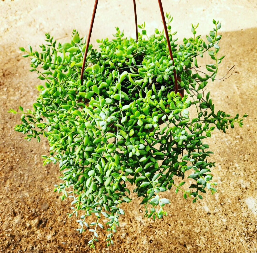 Cotyledon