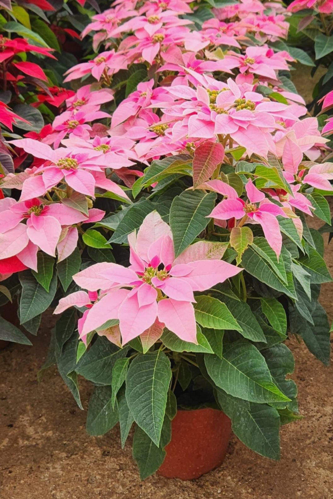 Poinsettia & princettia