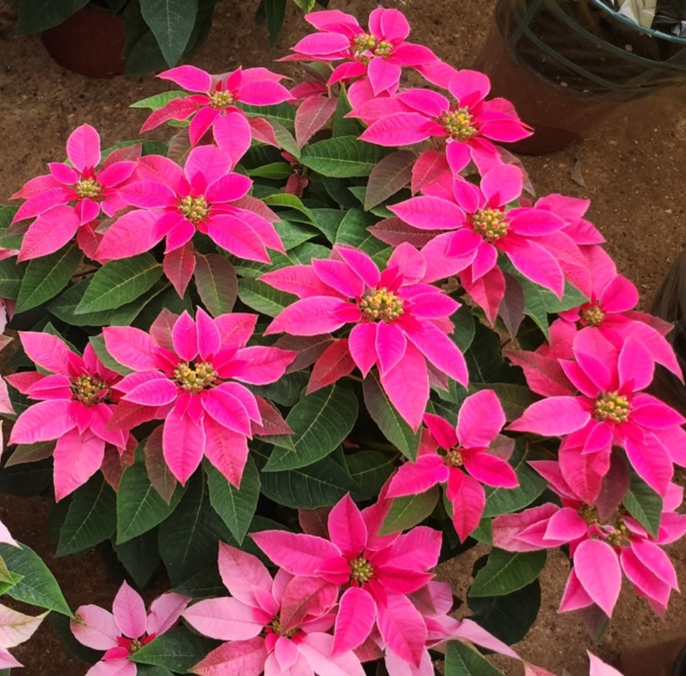 Poinsettia & princettia
