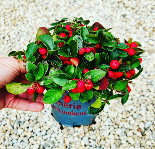 Gaultheria