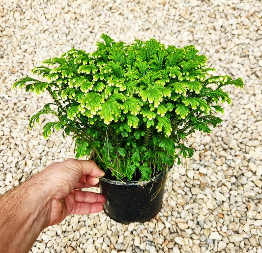 Selaginella