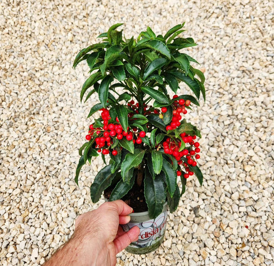 Ardisia crenata