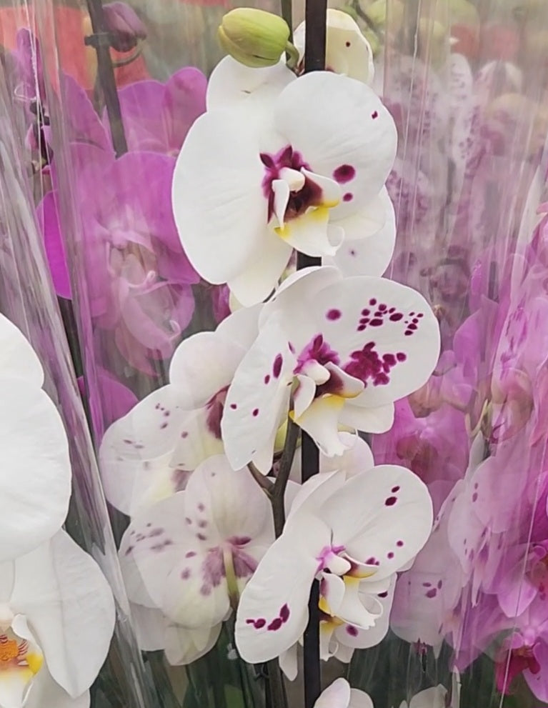 Phalaenopsis orchid
