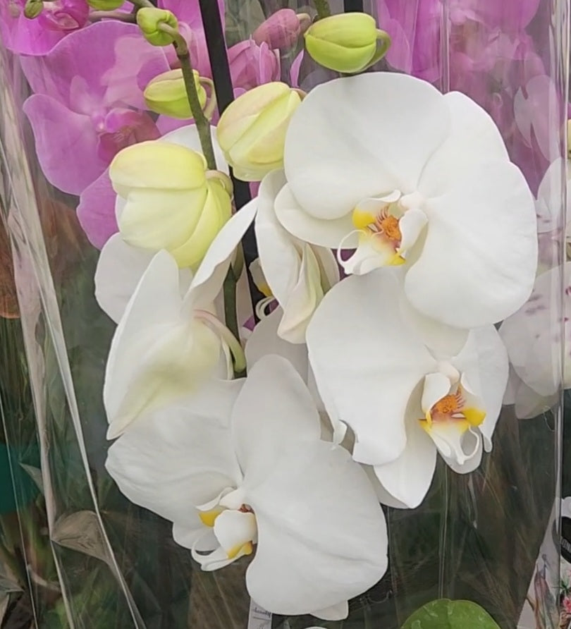 Phalaenopsis orchid