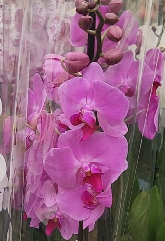 Phalaenopsis orchid