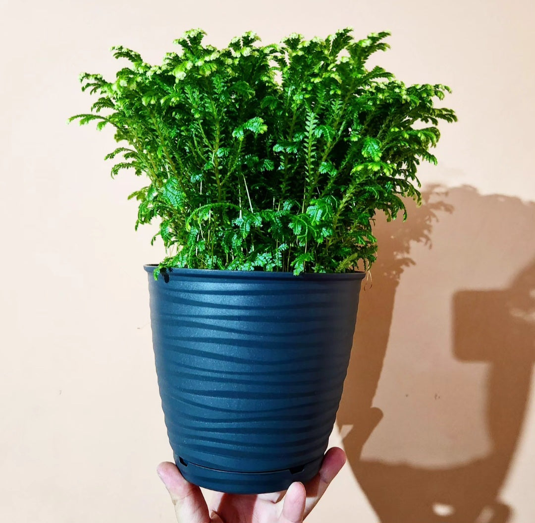 Selaginella