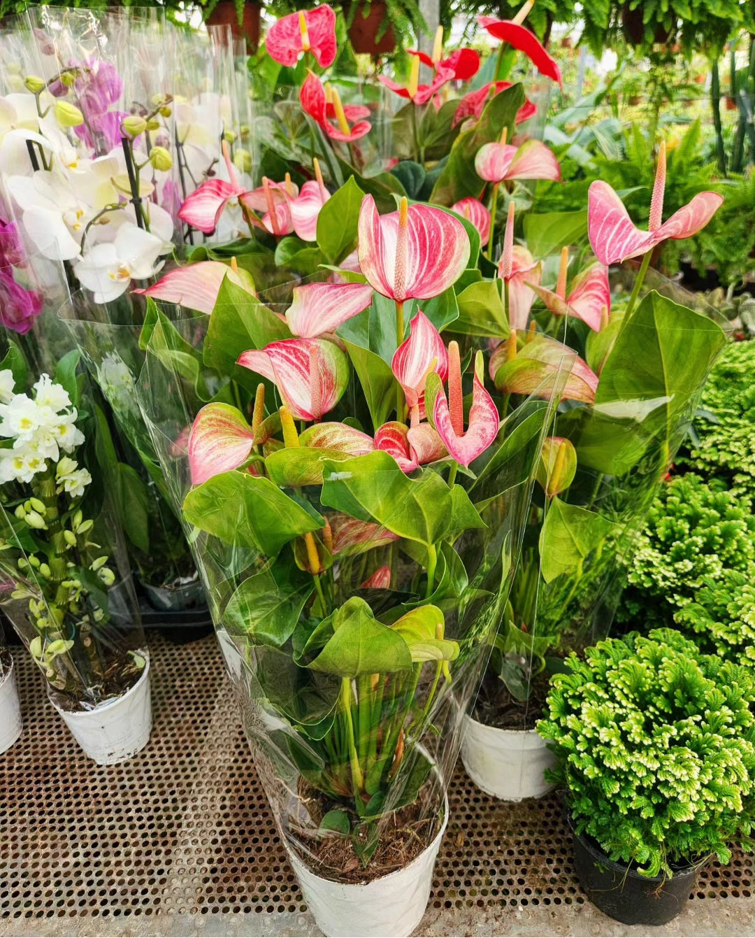 Anthurium