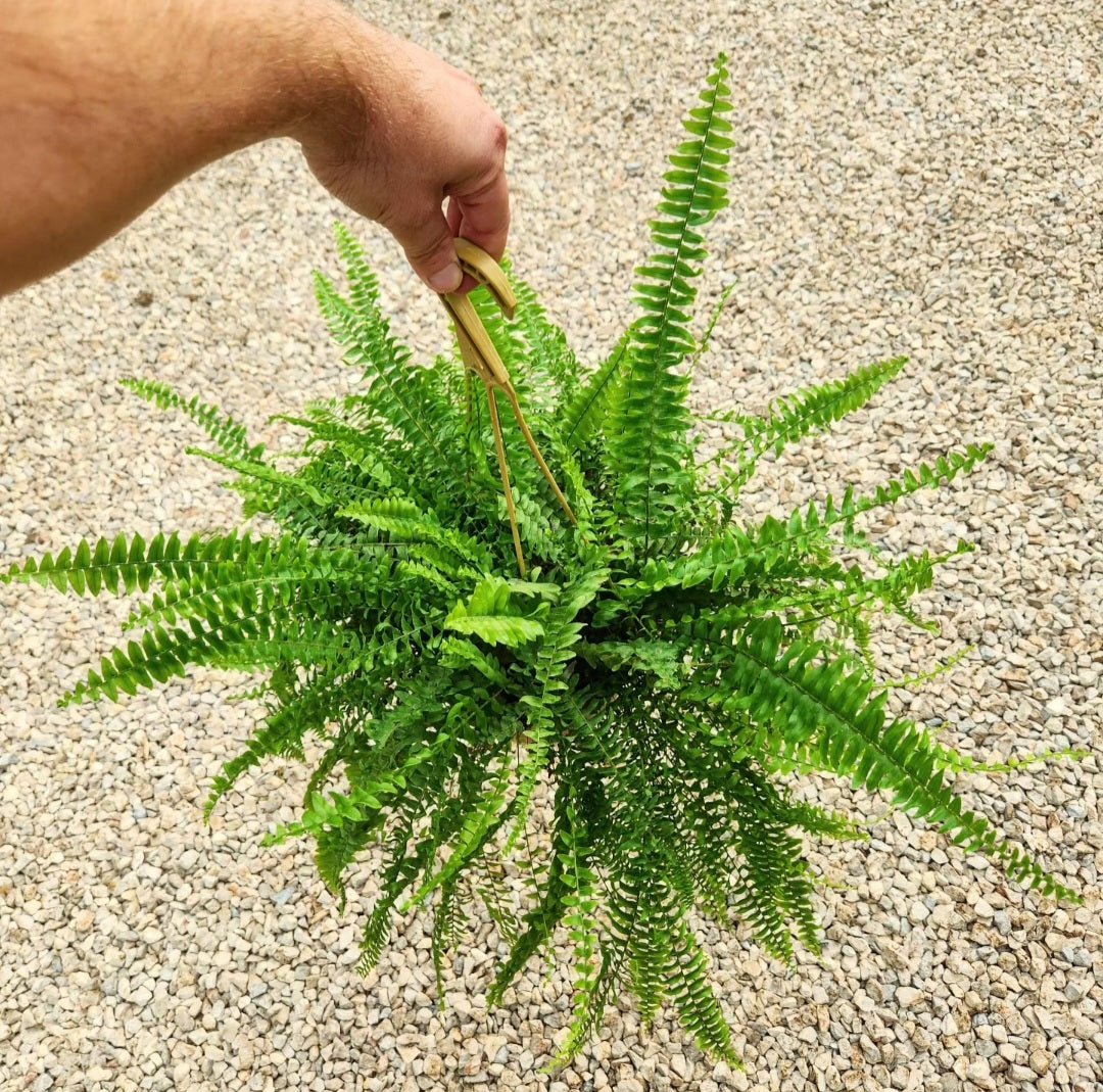 Fougère (fern)
