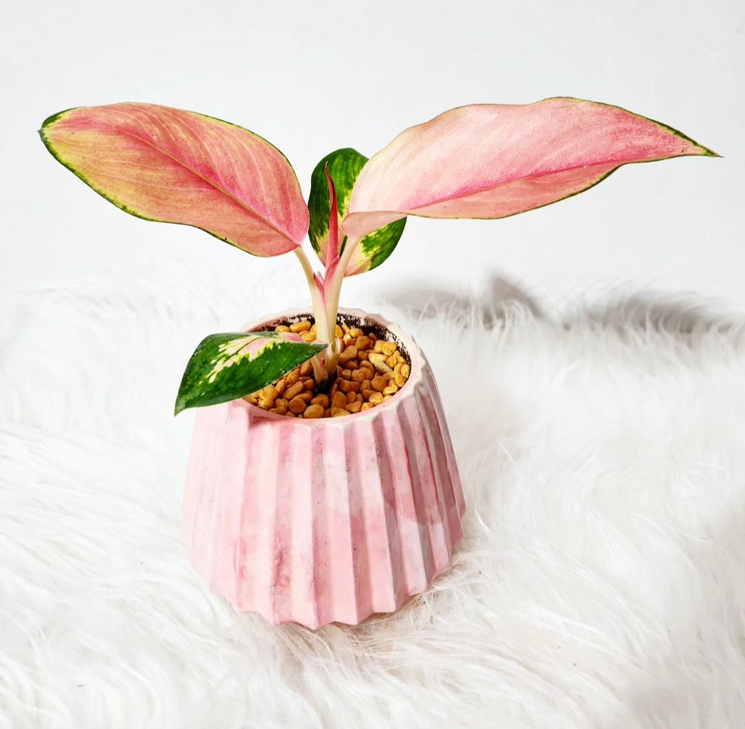 Aglaonema