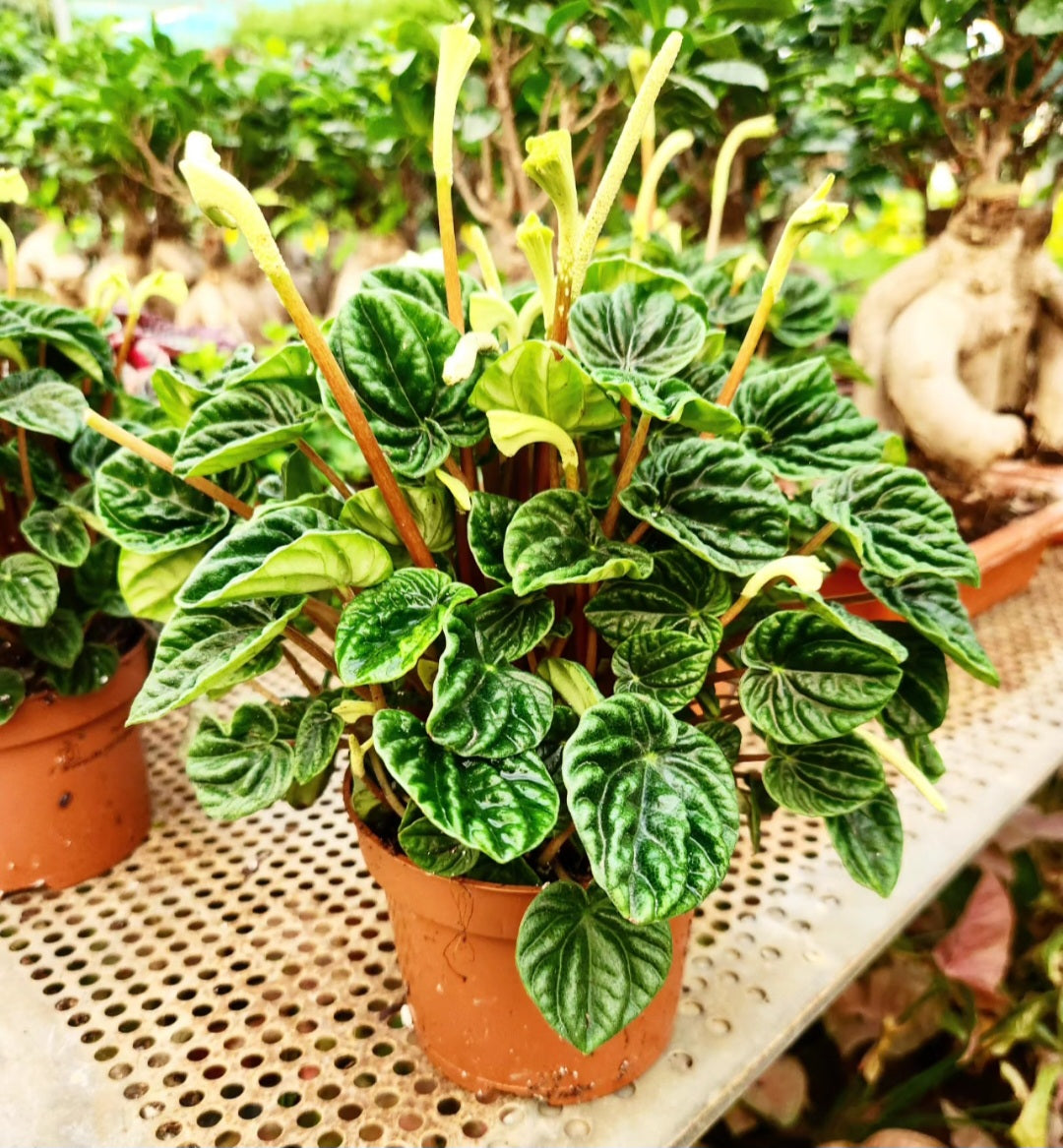 Peperomia caperata lilian