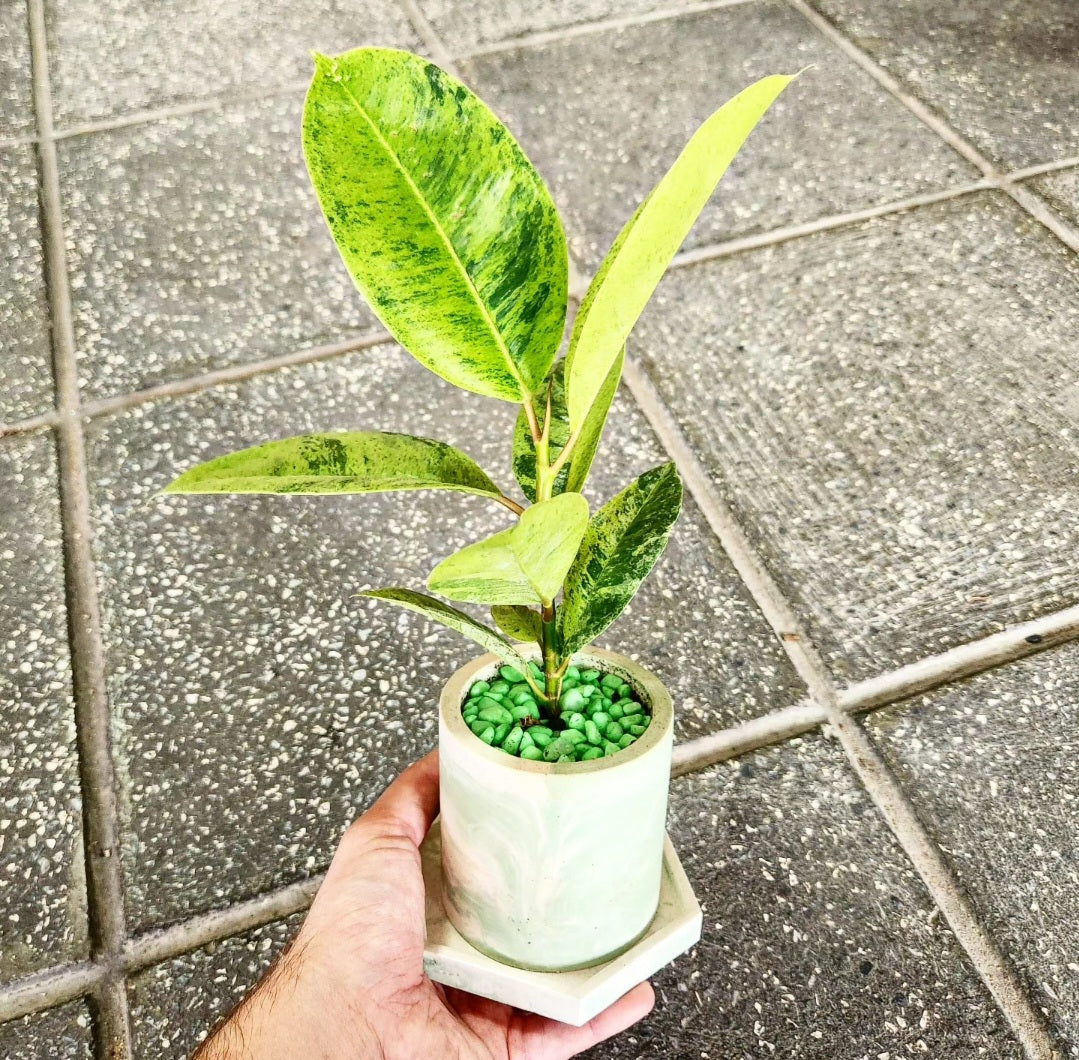 Ficus elastica